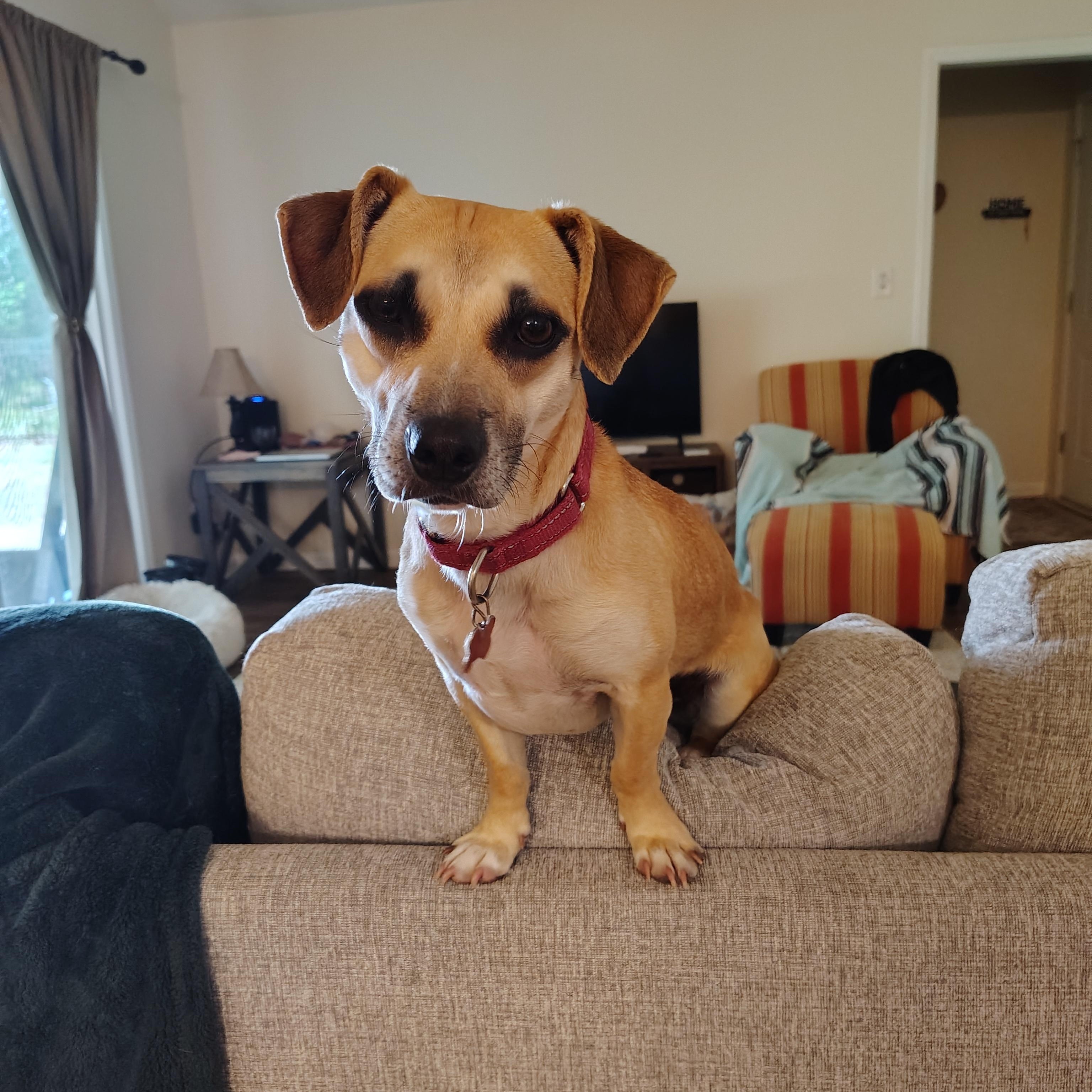 Enlarge Jelly - IN FOSTER HOME - AVAILABLE TO ADOPT, an adoptable Chiweenie in Clayton, NC image 1/6