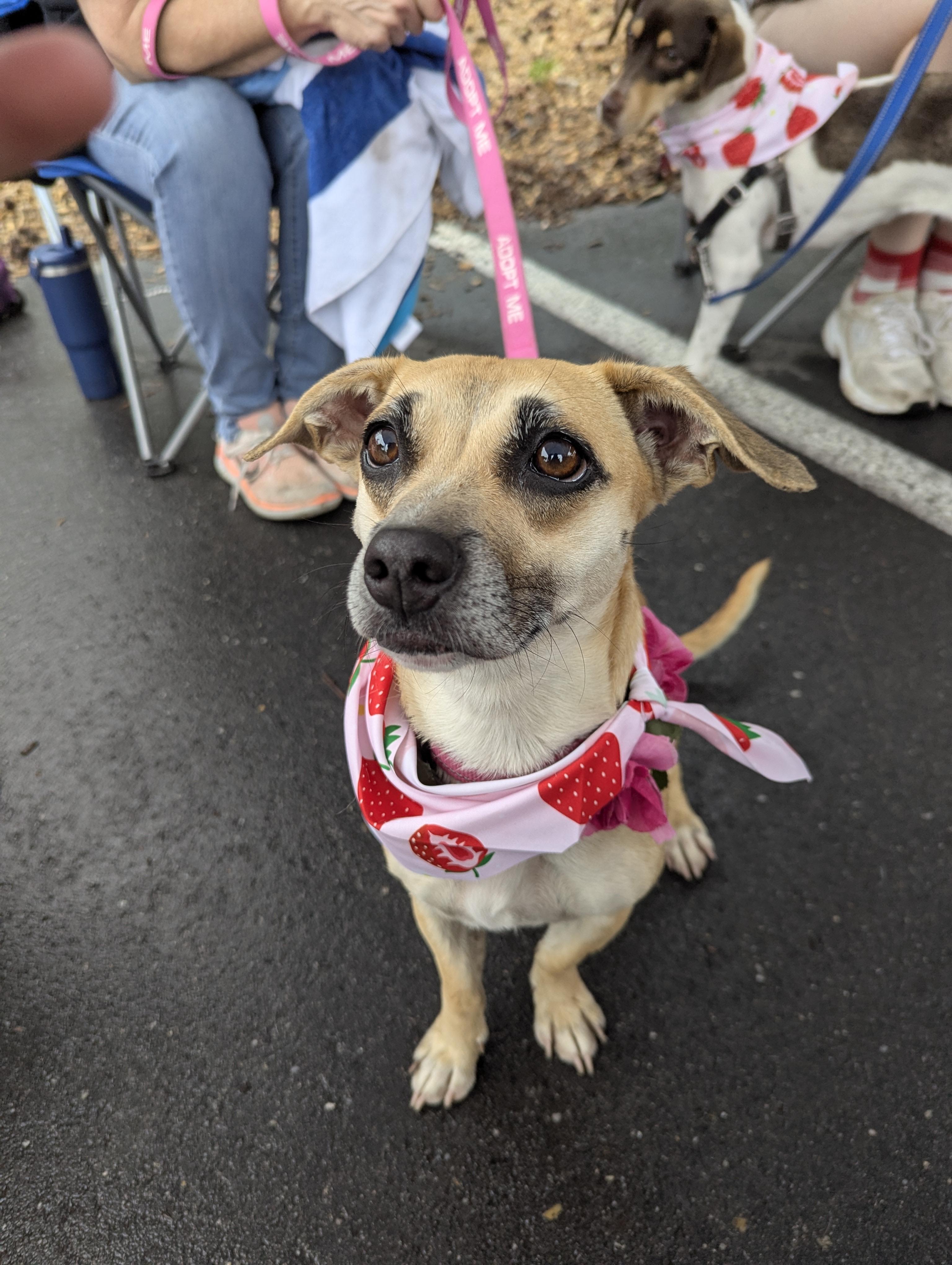 Jelly - AVAILABLE TO FOSTER OR ADOPT, an adoptable Chiweenie in Clayton, NC image 2/6