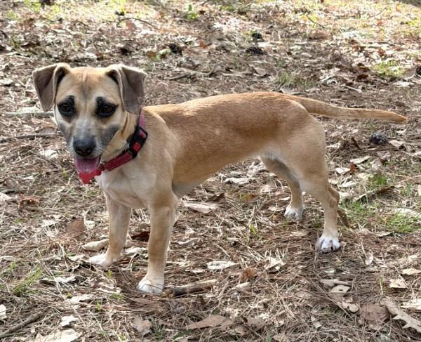 Enlarge Jelly - AVAILABLE TO FOSTER OR ADOPT, an adoptable Chiweenie in Clayton, NC image 2/6