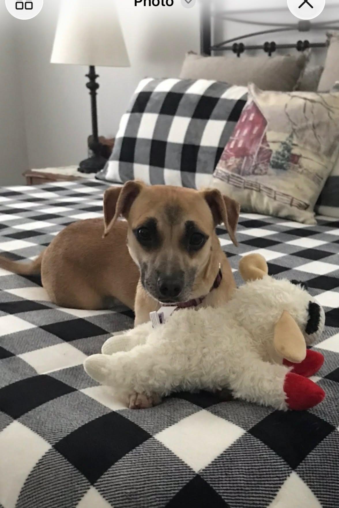 Jelly - IN FOSTER HOME - AVAILABLE TO ADOPT, ADOPTABLE, Adult Female Dachshund & Chihuahua.