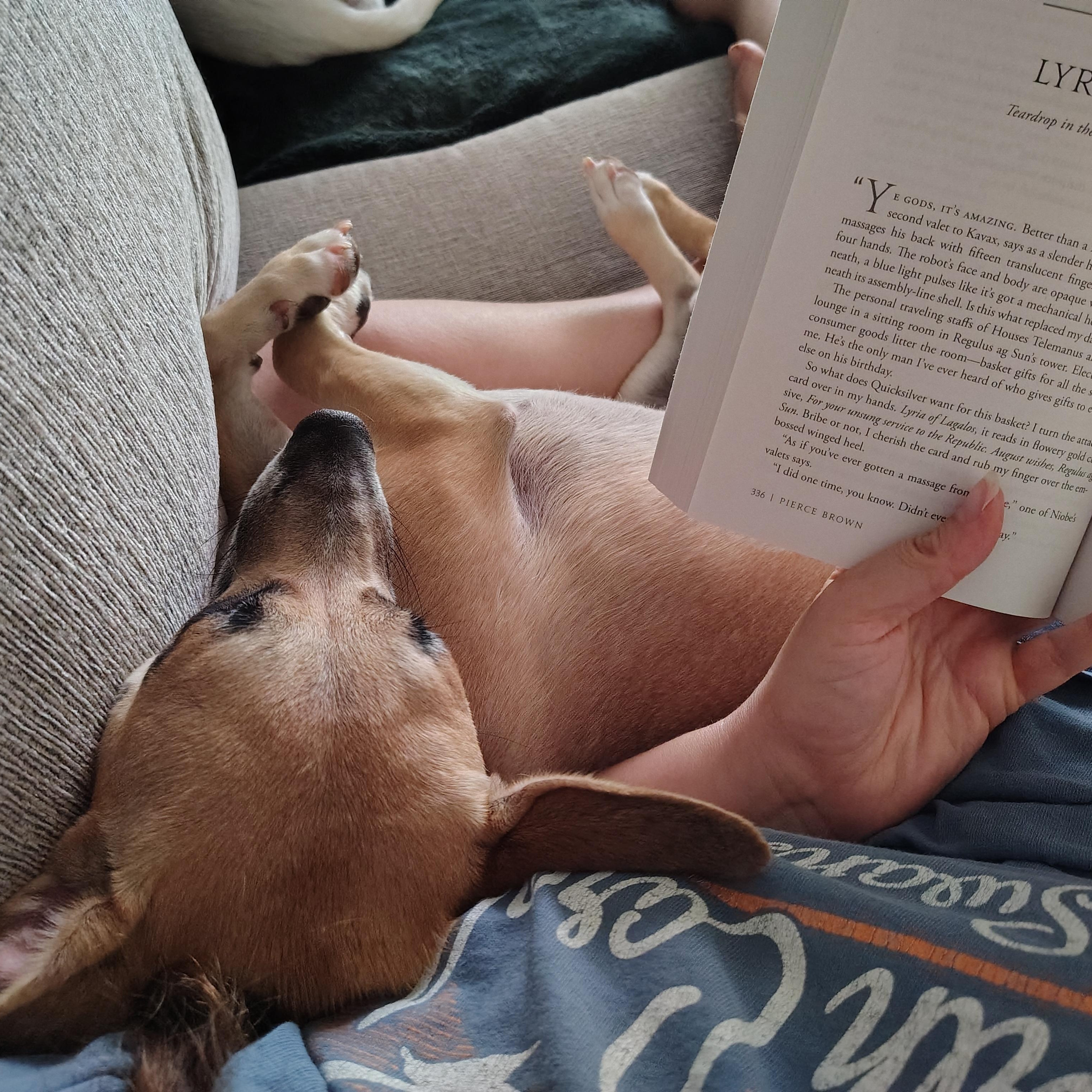 Enlarge Jelly - IN FOSTER HOME - AVAILABLE TO ADOPT, an adoptable Chiweenie in Clayton, NC image 6/6