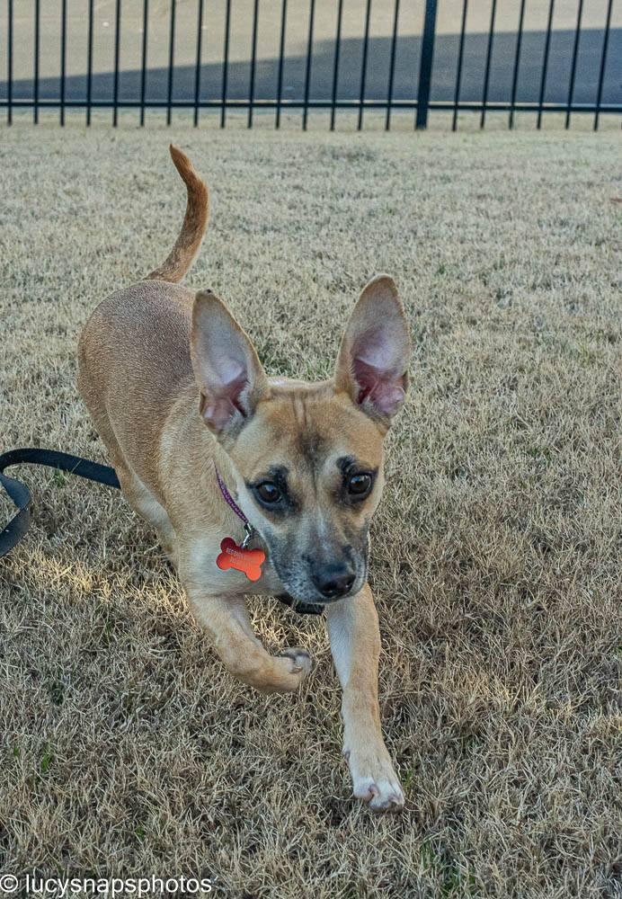 Jelly - AVAILABLE TO FOSTER OR ADOPT, an adoptable Chiweenie in Clayton, NC image 2/6