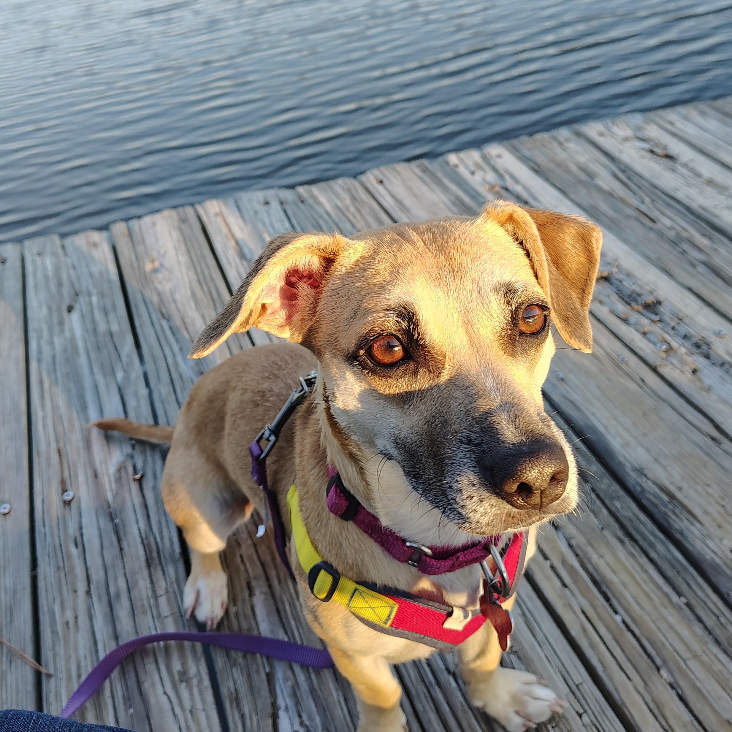 Enlarge Jelly - IN FOSTER HOME - AVAILABLE TO ADOPT, an adoptable Chiweenie in Clayton, NC image 5/6