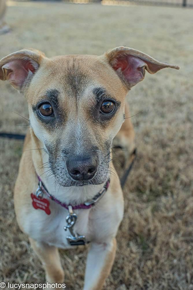 Jelly - IN FOSTER HOME - AVAILABLE TO ADOPT, ADOPTABLE, Adult Female Dachshund & Chihuahua.