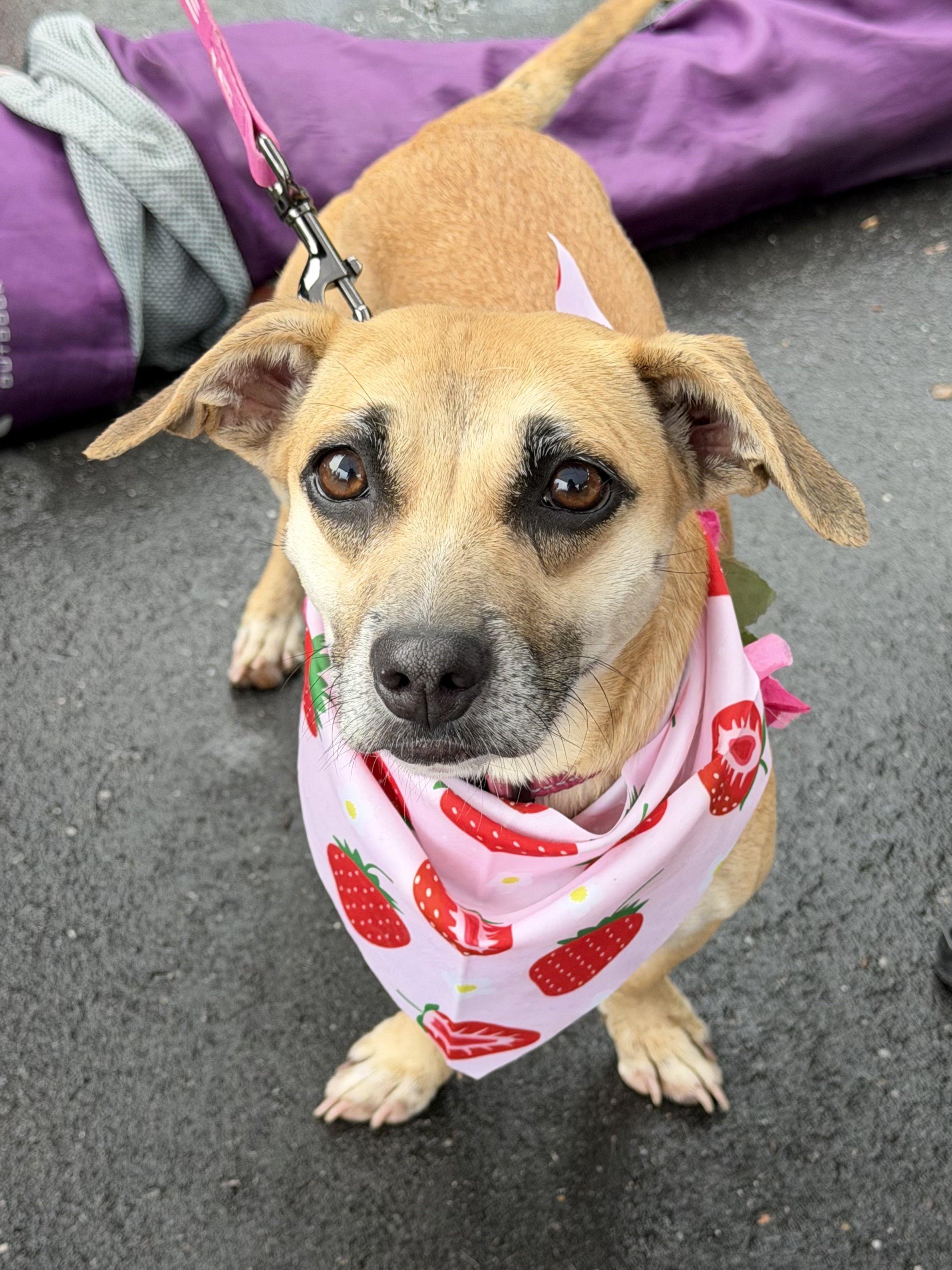 Jelly - AVAILABLE TO FOSTER OR ADOPT, an adoptable Chiweenie in Clayton, NC image 1/6