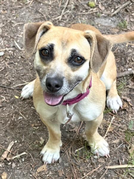 Jelly - AVAILABLE TO FOSTER OR ADOPT, an adoptable Chiweenie in Clayton, NC image 4/6