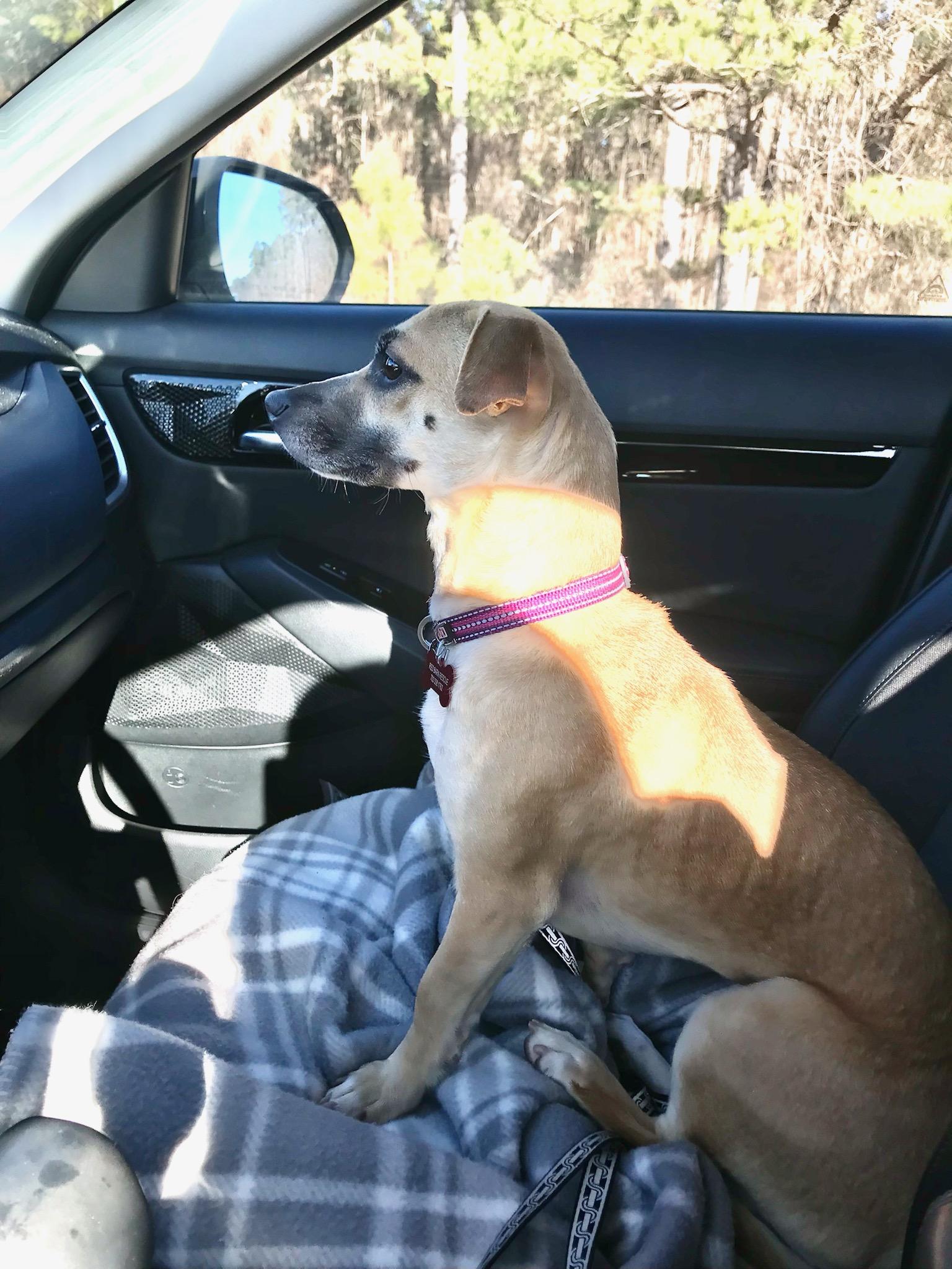 Jelly - AVAILABLE TO FOSTER OR ADOPT, an adoptable Chiweenie in Clayton, NC image 6/6