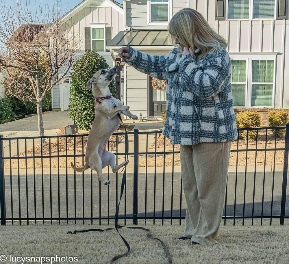 Jelly - AVAILABLE TO FOSTER OR ADOPT, an adoptable Chiweenie in Clayton, NC image 3/6