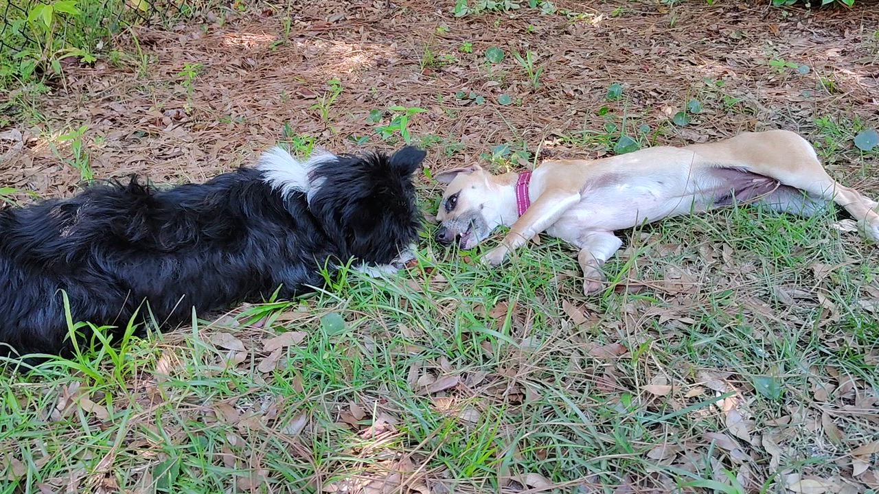 Enlarge Jelly - IN FOSTER HOME - AVAILABLE TO ADOPT, an adoptable Chiweenie in Clayton, NC video 3/6