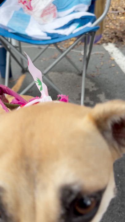 Enlarge Jelly - AVAILABLE TO FOSTER OR ADOPT, an adoptable Chiweenie in Clayton, NC video 6/6