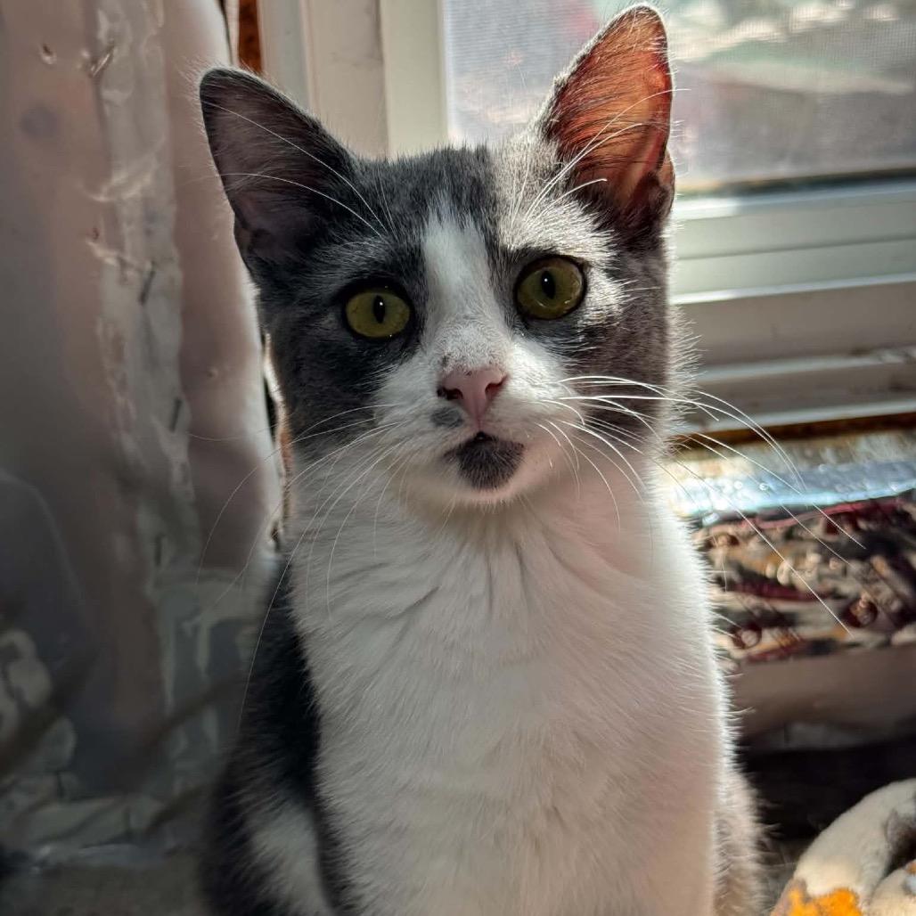 Enlarge Marble *Meet me at Eagan Petsmart*, a Adoptable Domestic Short Hair in Eagan, MN image 1/2