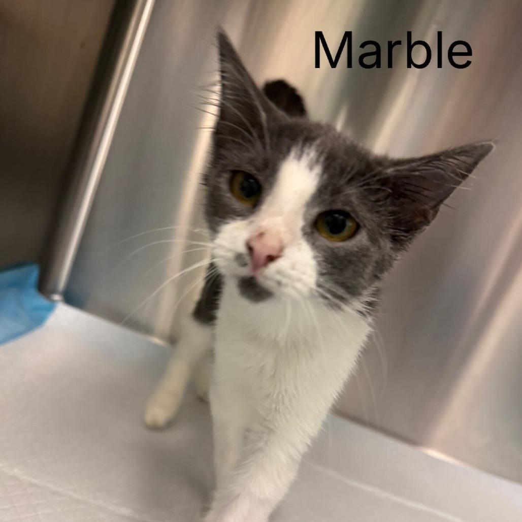 Enlarge Marble *Meet me at Eagan Petsmart*, a Adoptable Domestic Short Hair in Eagan, MN image 2/2