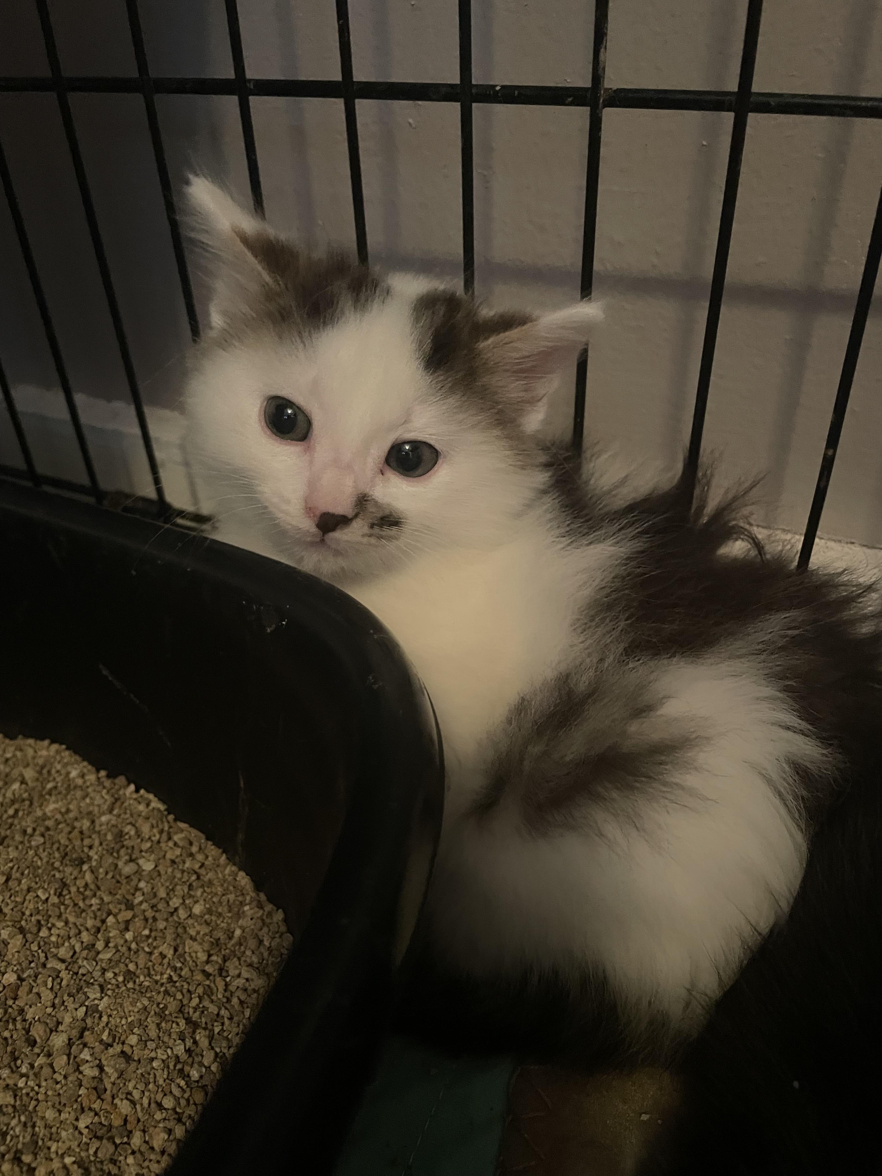 Picklepants, Adoptable, Kitten Male Domestic Long Hair.