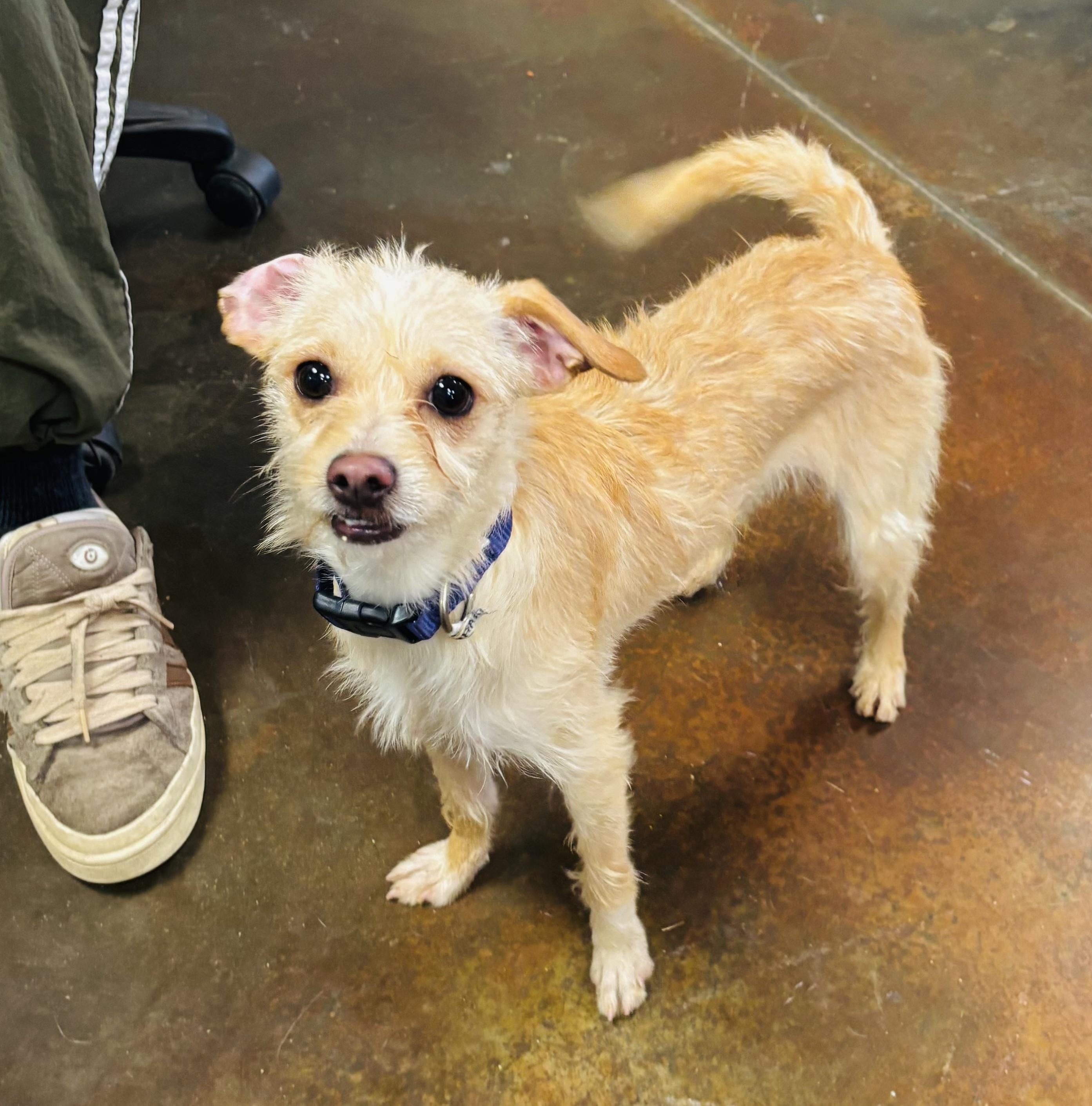 Charlotte, ADOPTABLE, Young Female Maltese & Terrier.