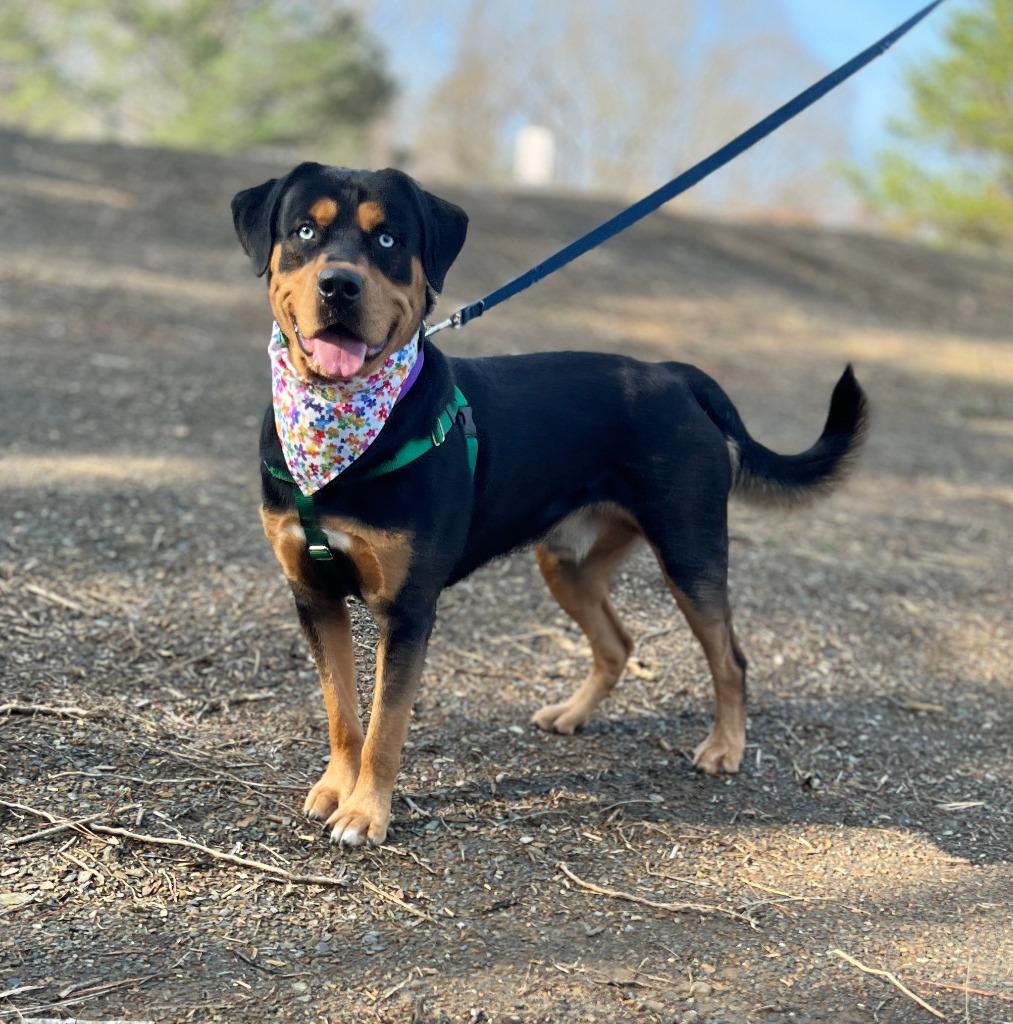 Enlarge Odie, a Adoptable mixed breed in Ellijay, GA image 1/2