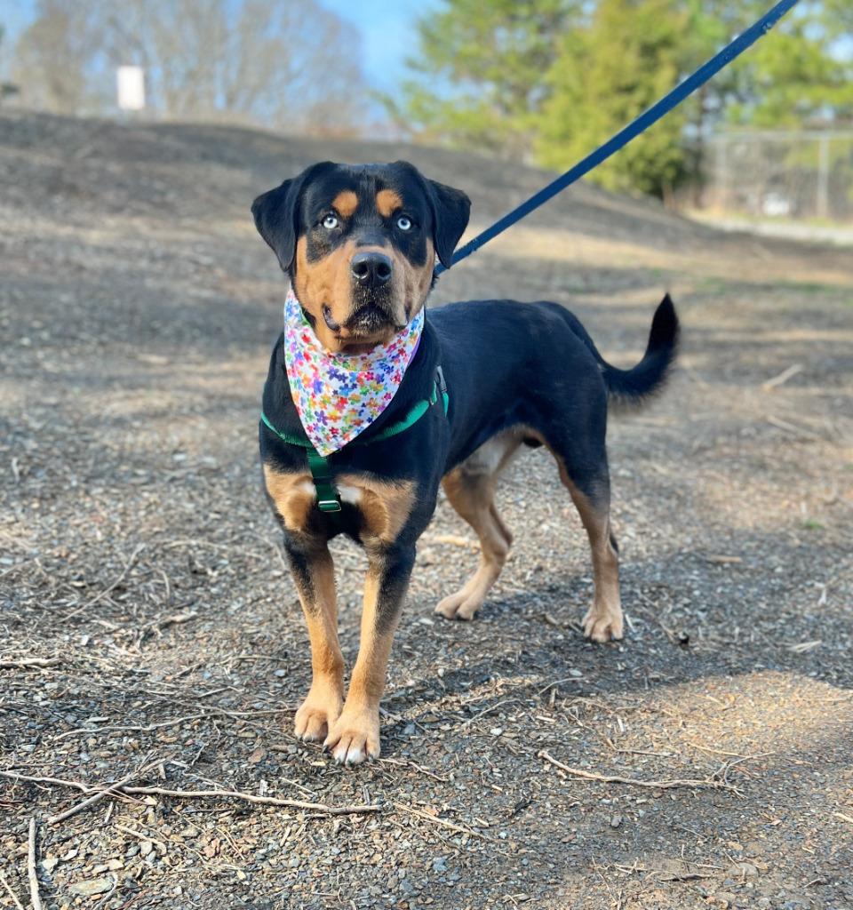 Enlarge Odie, a Adoptable mixed breed in Ellijay, GA image 2/2