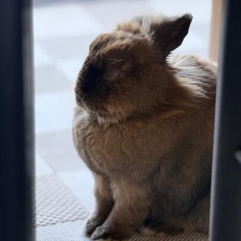 Enlarge Bumble Bee, a Adoptable Lionhead in Richmond, CA image 1/6