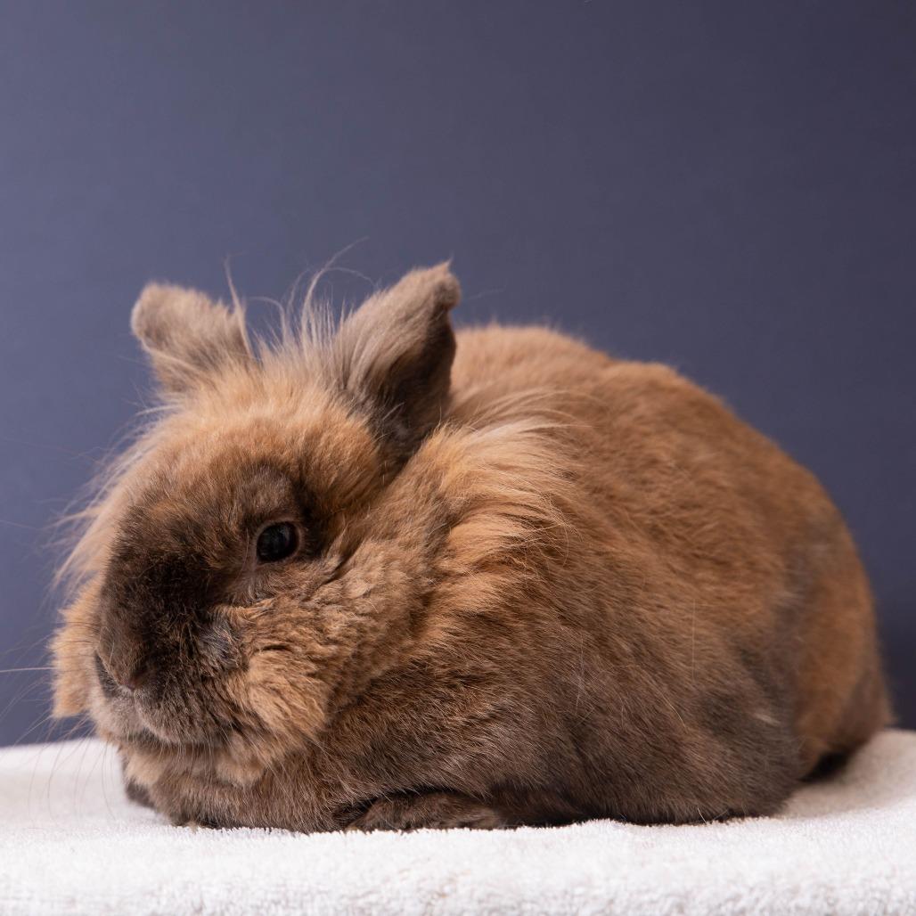 Enlarge Bumble Bee, a Adoptable Lionhead in Richmond, CA image 2/6