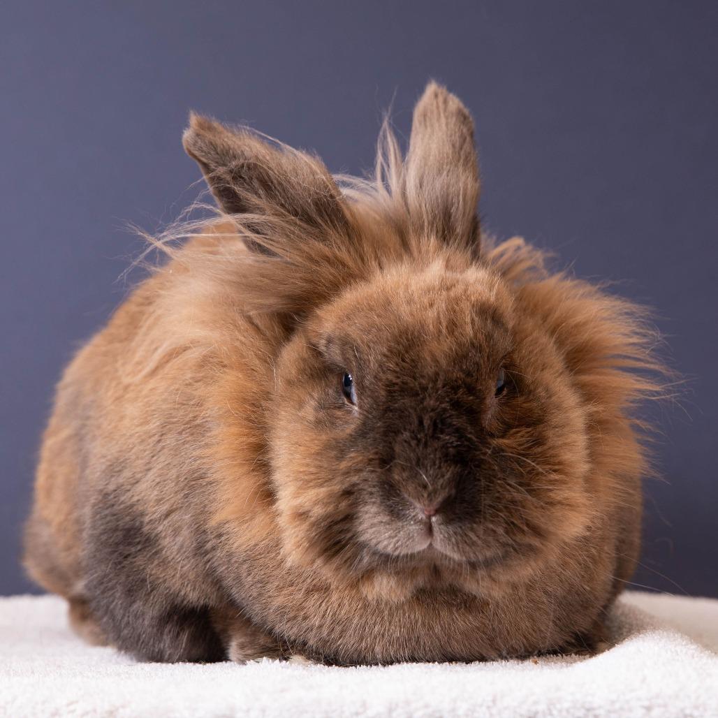 Enlarge Bumble Bee, a Adoptable Lionhead in Richmond, CA image 3/6