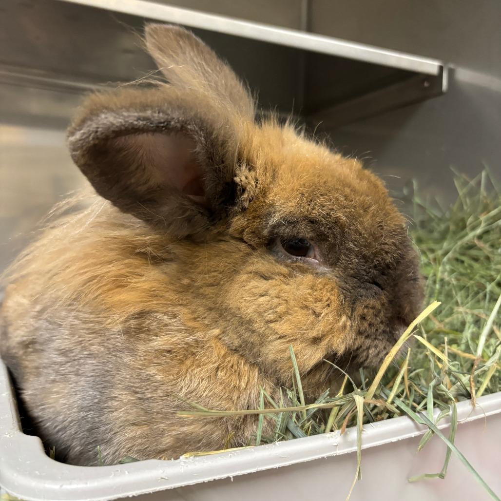 Enlarge Bumble Bee, a Adoptable Lionhead in Richmond, CA image 4/6