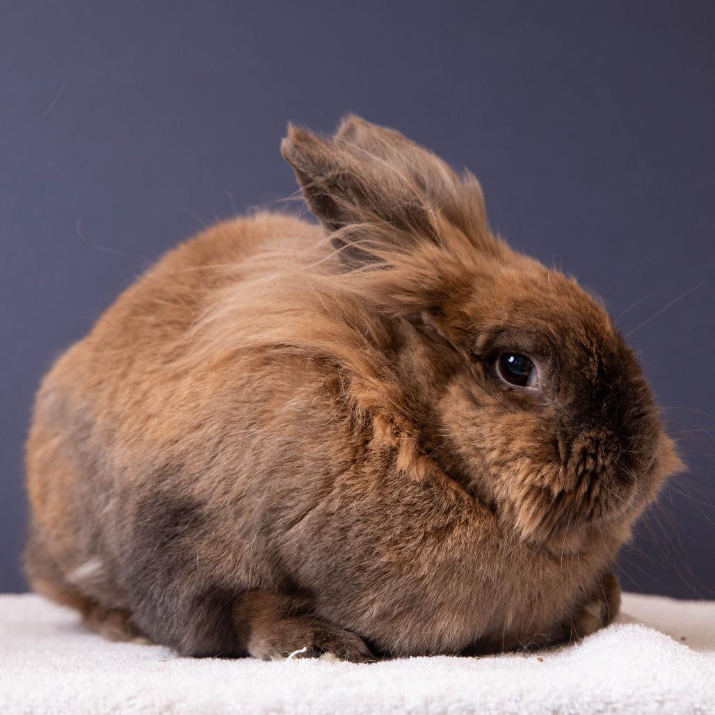 Enlarge Bumble Bee, a Adoptable Lionhead in Richmond, CA image 5/6