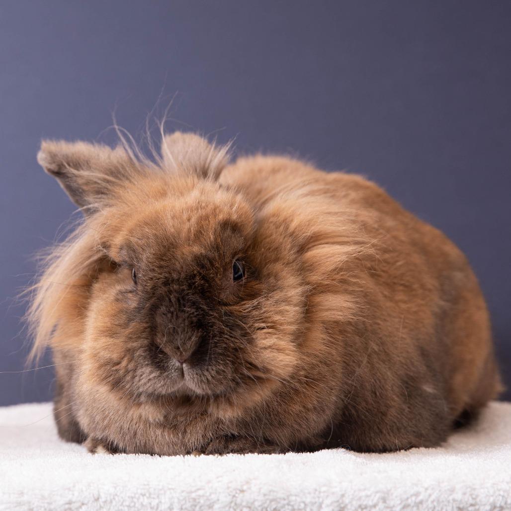 Enlarge Bumble Bee, a Adoptable Lionhead in Richmond, CA image 6/6