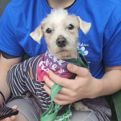 Bleu, a ADOPTABLE mixed breed in Charlotte, NC image 2/5