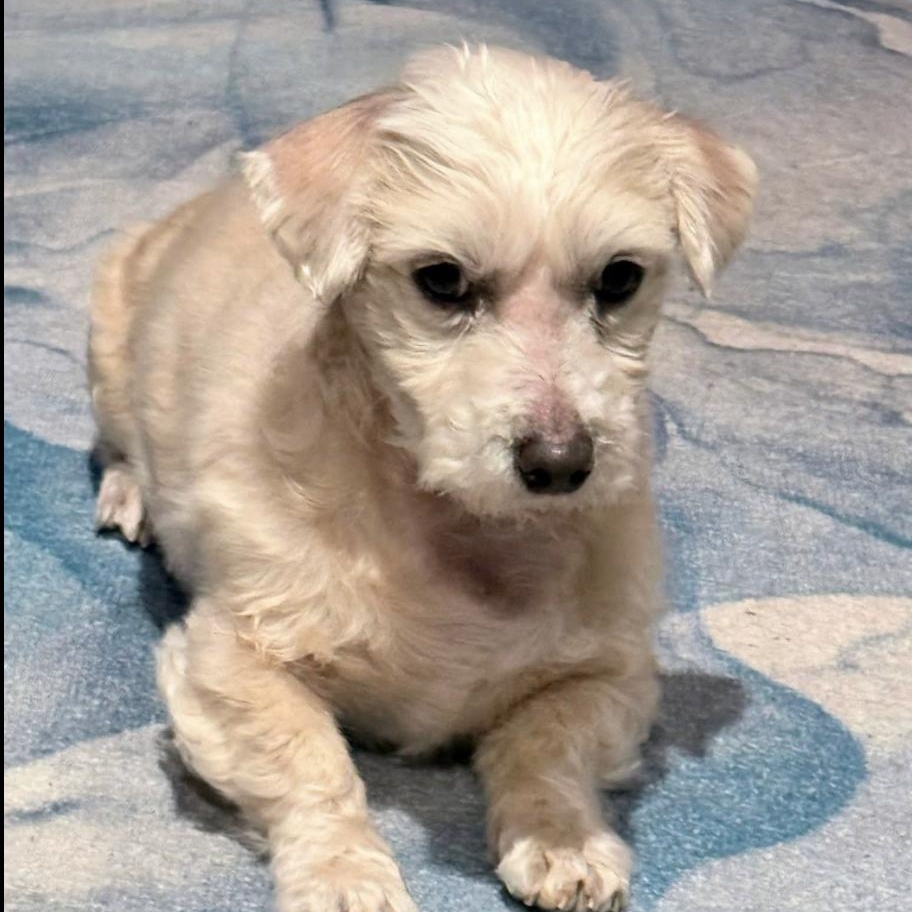 Bleu, a ADOPTABLE mixed breed in Charlotte, NC image 1/5