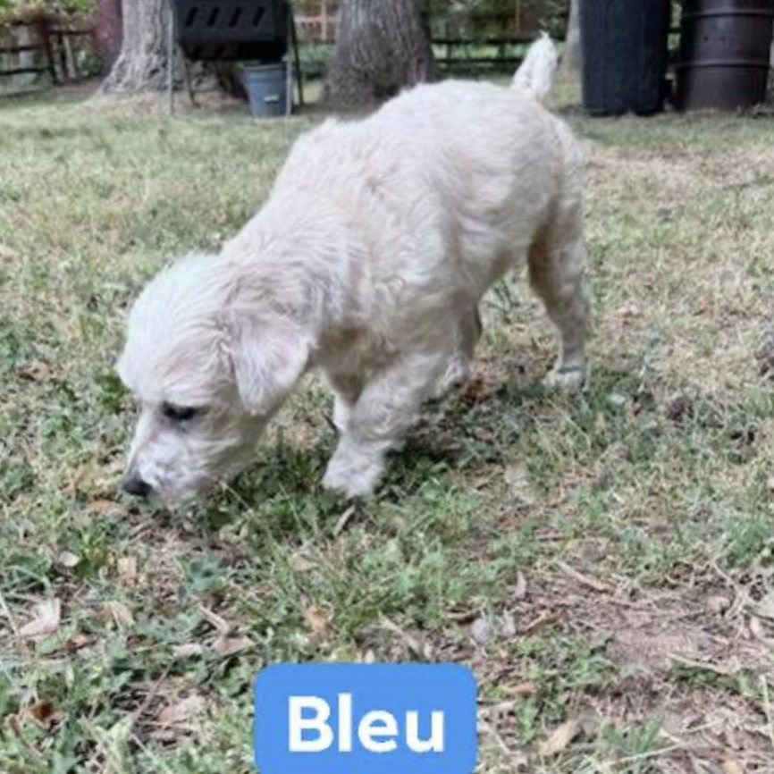 Bleu, a ADOPTABLE mixed breed in Charlotte, NC image 5/5