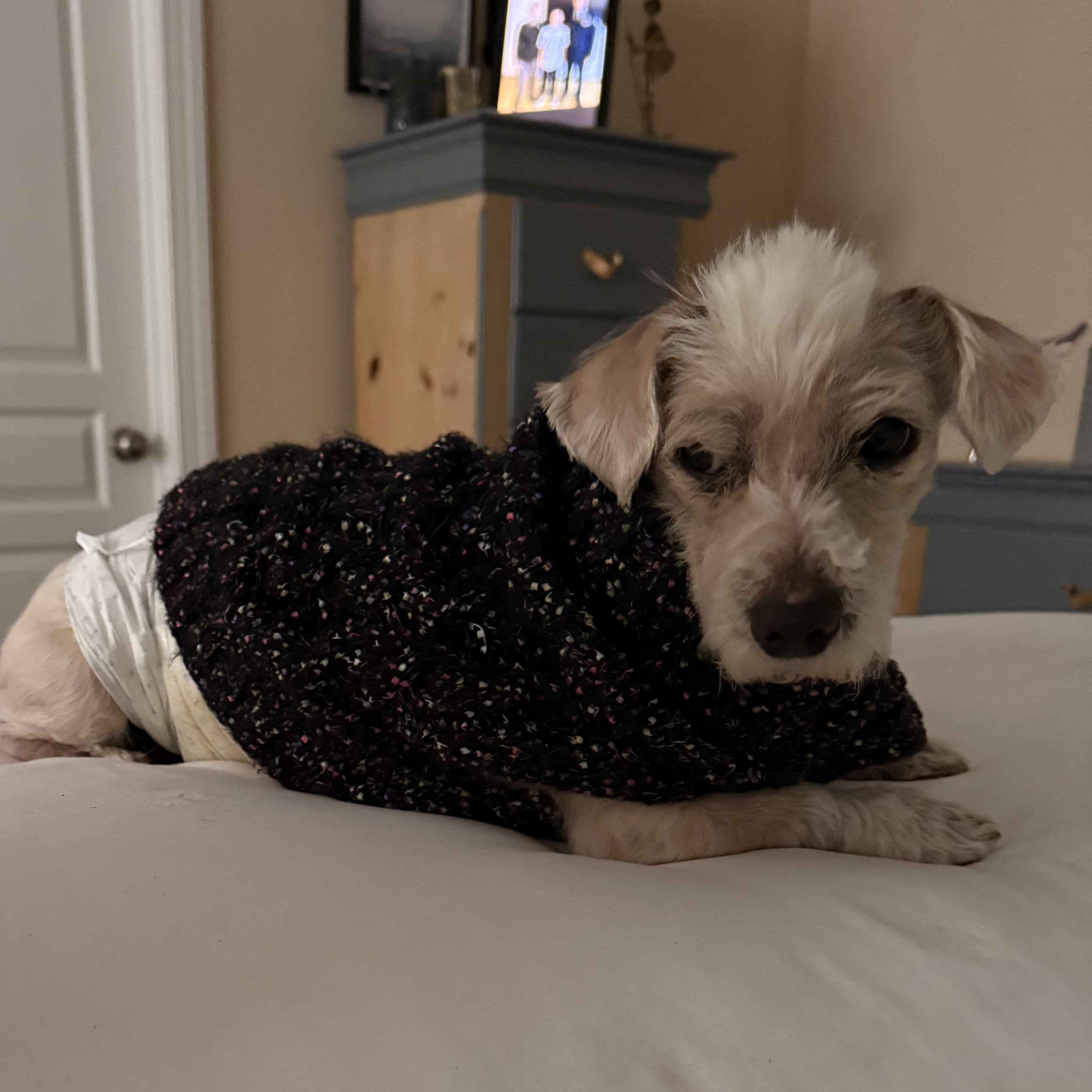 Bleu, a ADOPTABLE mixed breed in Charlotte, NC image 4/5
