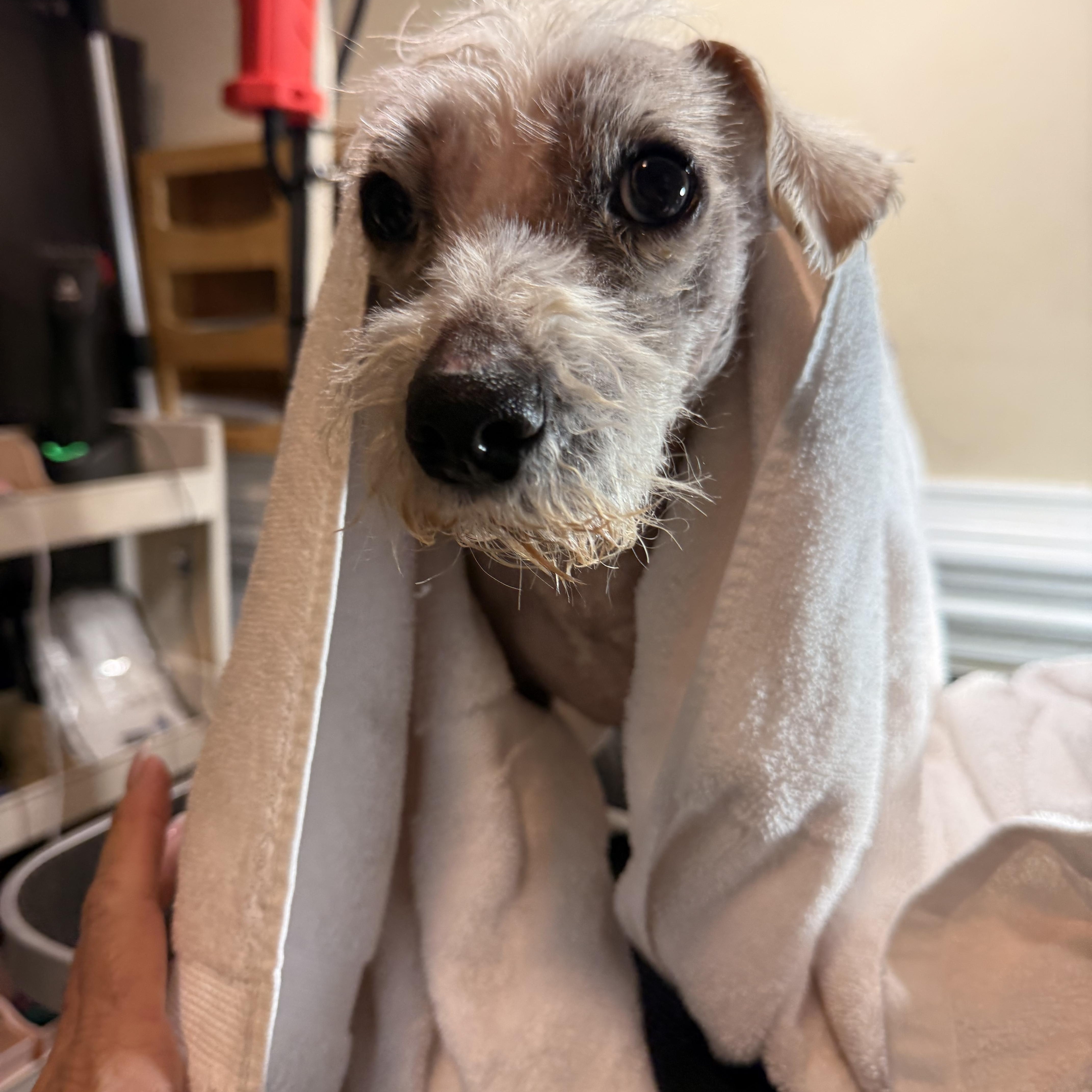 Bleu, a ADOPTABLE mixed breed in Charlotte, NC image 3/5