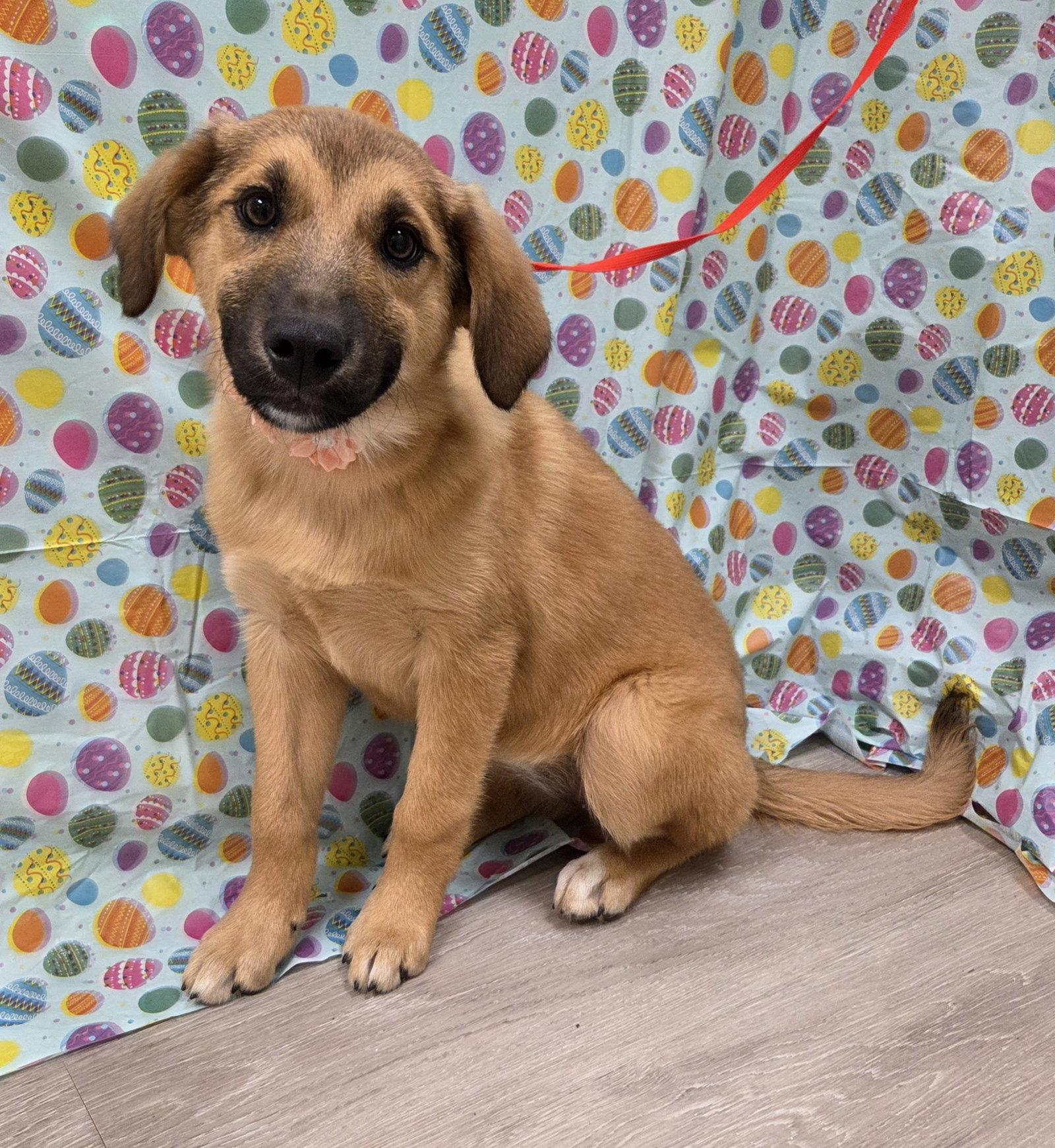 Winter, Adoptable, Puppy Female Golden Retriever & Australian Shepherd.