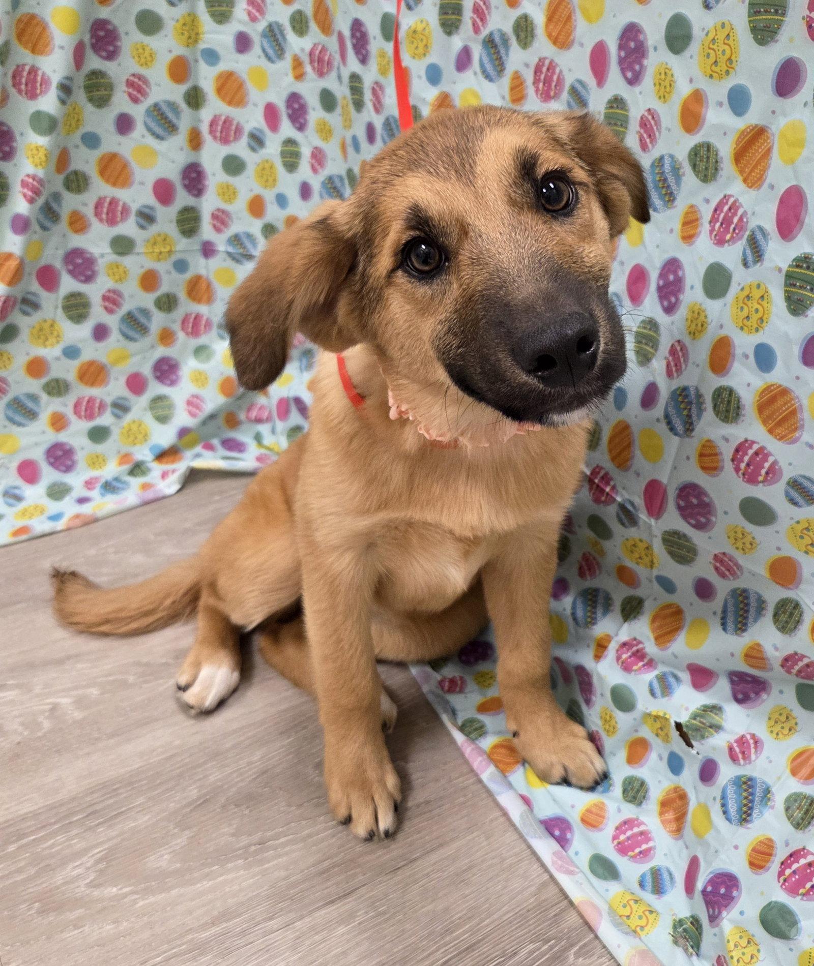 Winter, a Adoptable mixed breed in Attalla, AL image 2/3