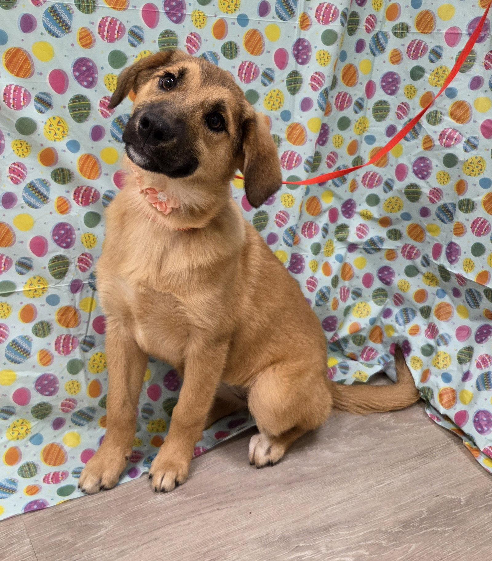 Winter, a Adoptable mixed breed in Attalla, AL image 3/3