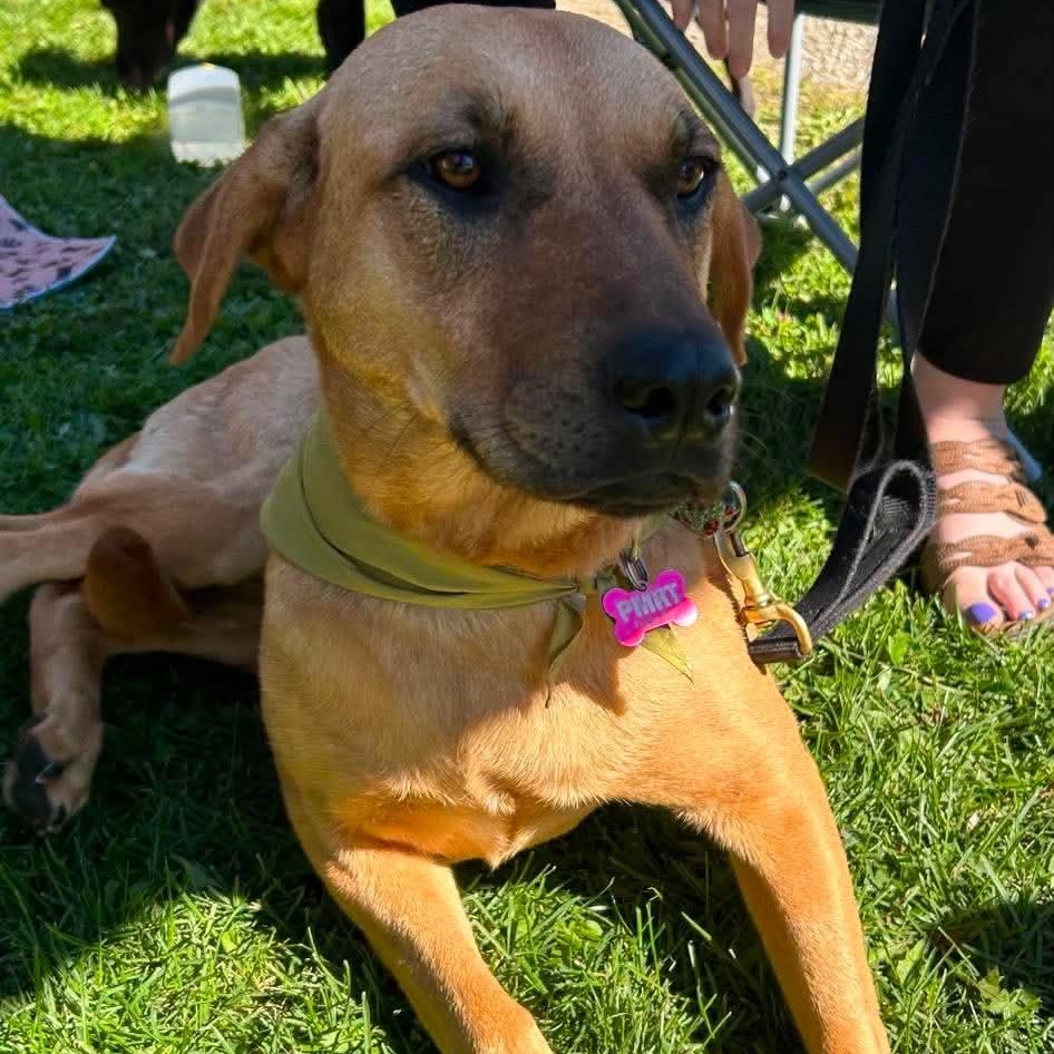 Enlarge Mama Kara, a Adoptable mixed breed in Gerry, NY image 6/6