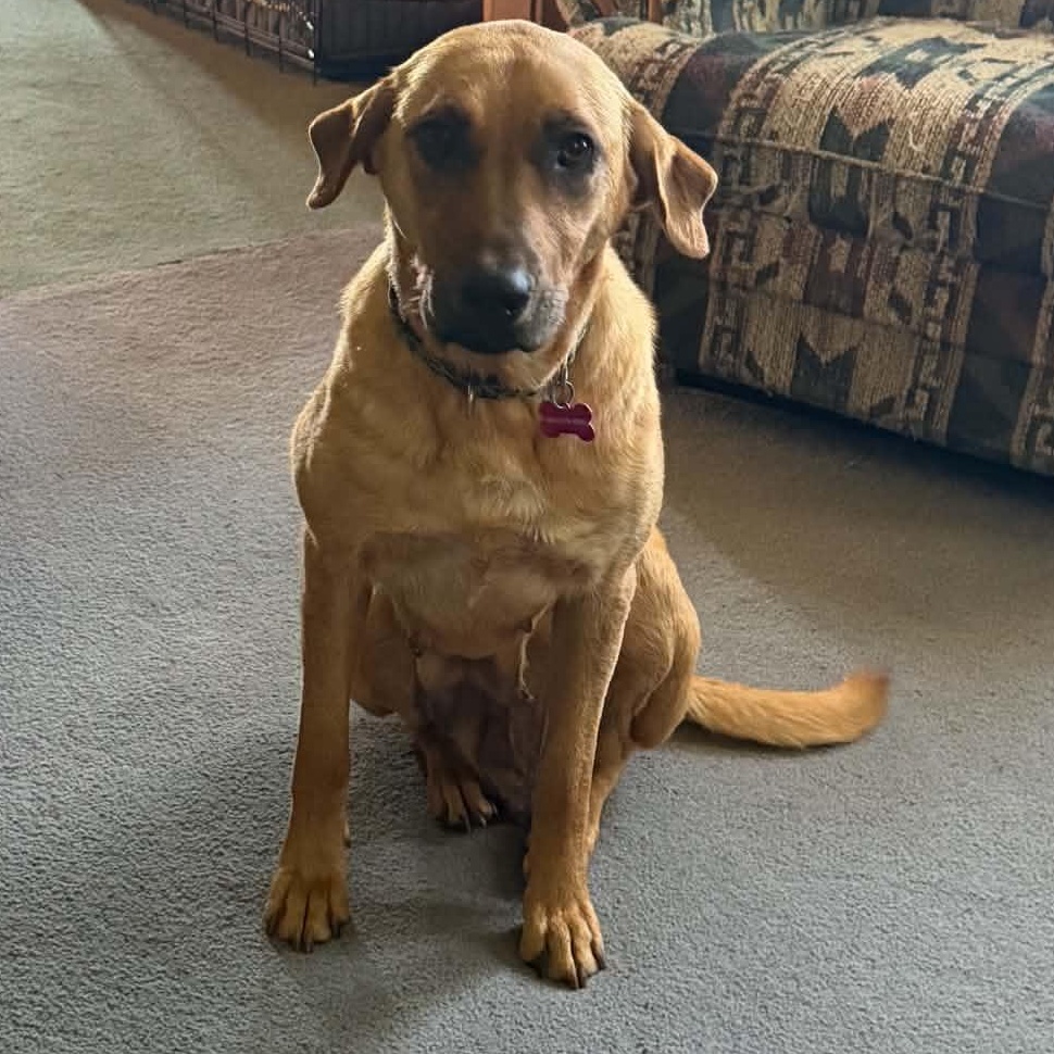 Enlarge Mama Kara, a Adoptable mixed breed in Gerry, NY image 3/6