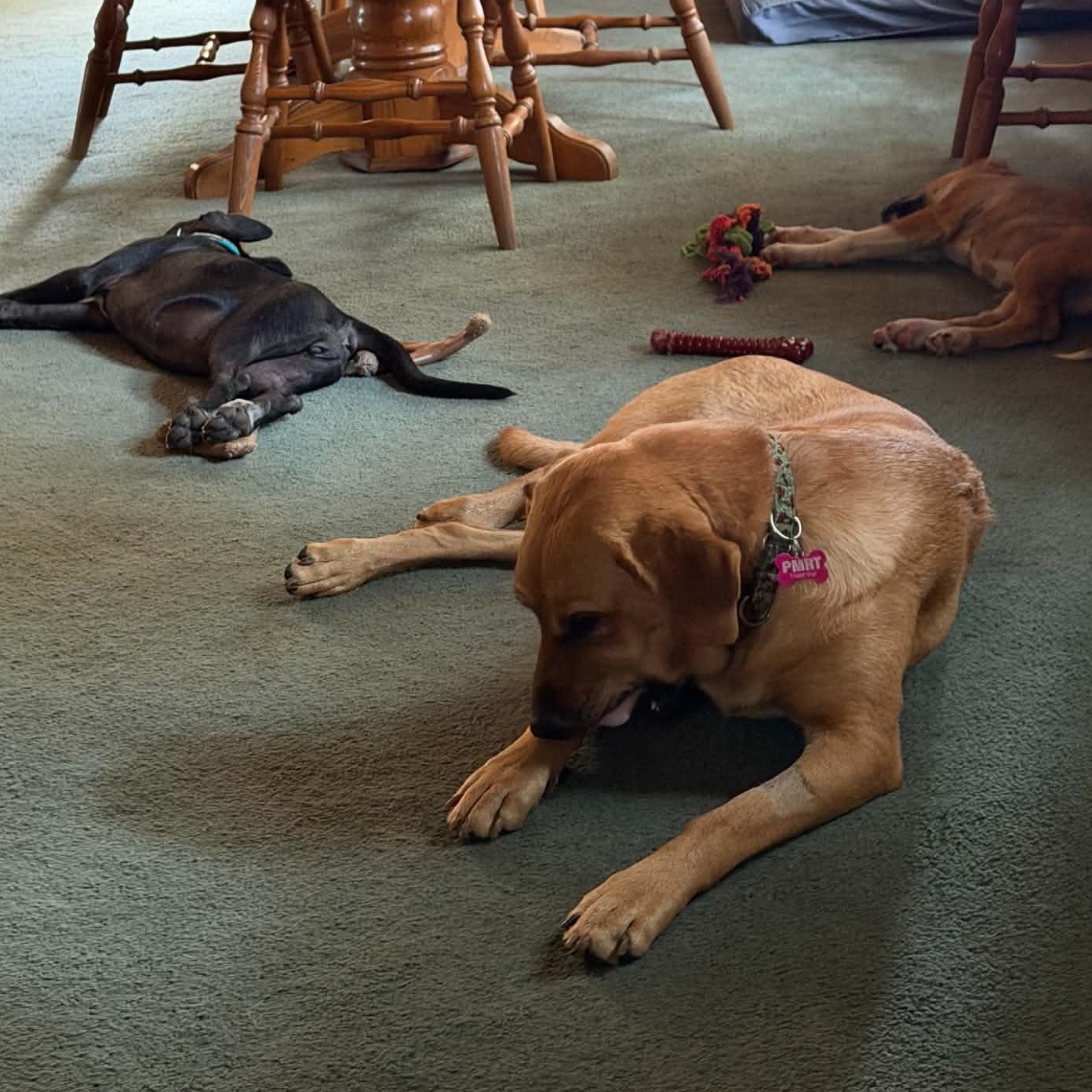 Enlarge Mama Kara, a Adoptable mixed breed in Gerry, NY image 5/6