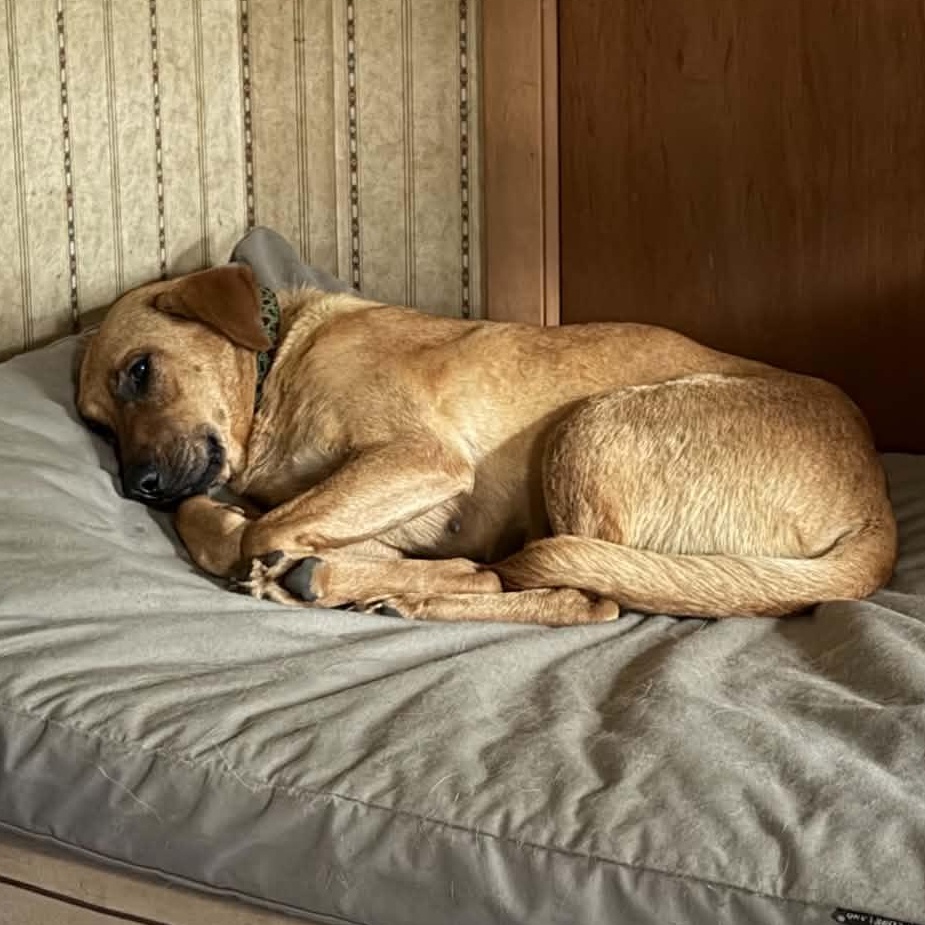 Enlarge Mama Kara, a Adoptable mixed breed in Gerry, NY image 4/6
