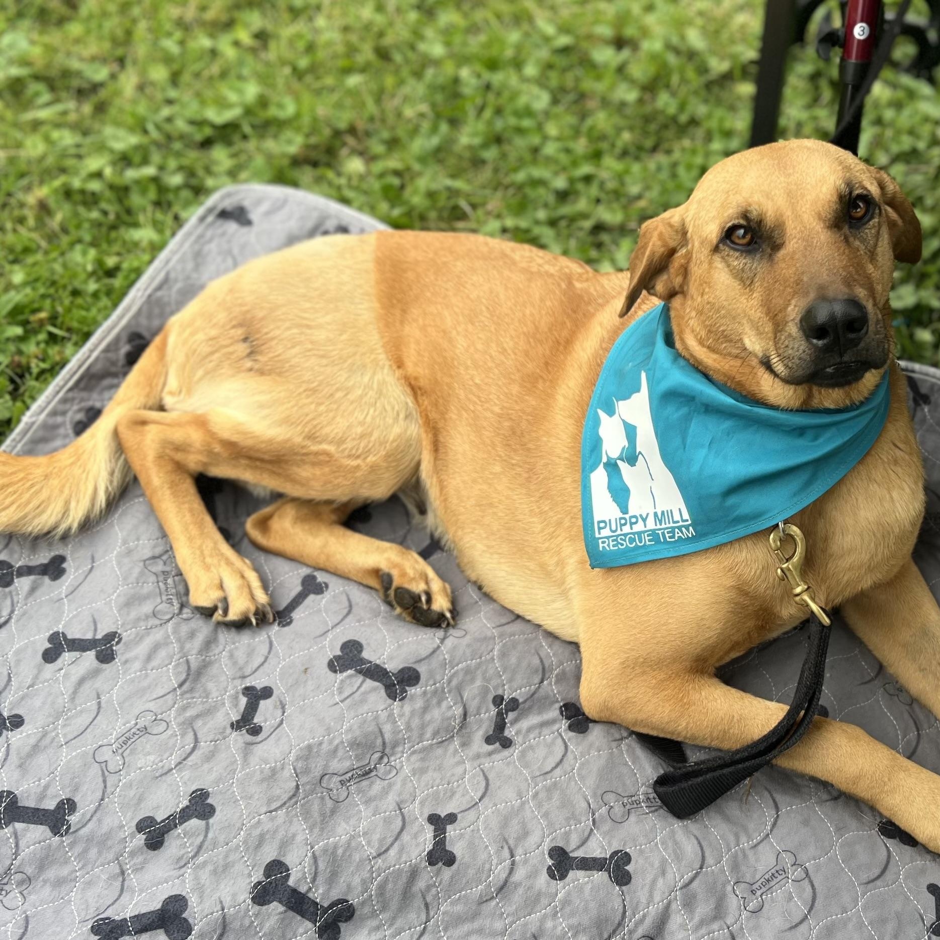 Enlarge Mama Kara, a Adoptable mixed breed in Gerry, NY image 2/6