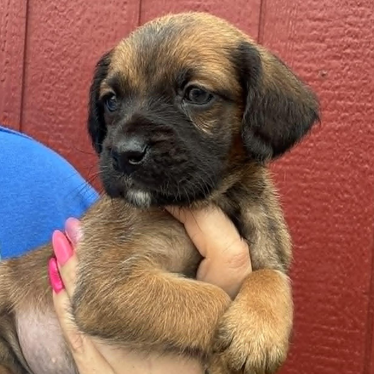 Enlarge Perri, a Adoptable mixed breed in Houston, TX image 2/4