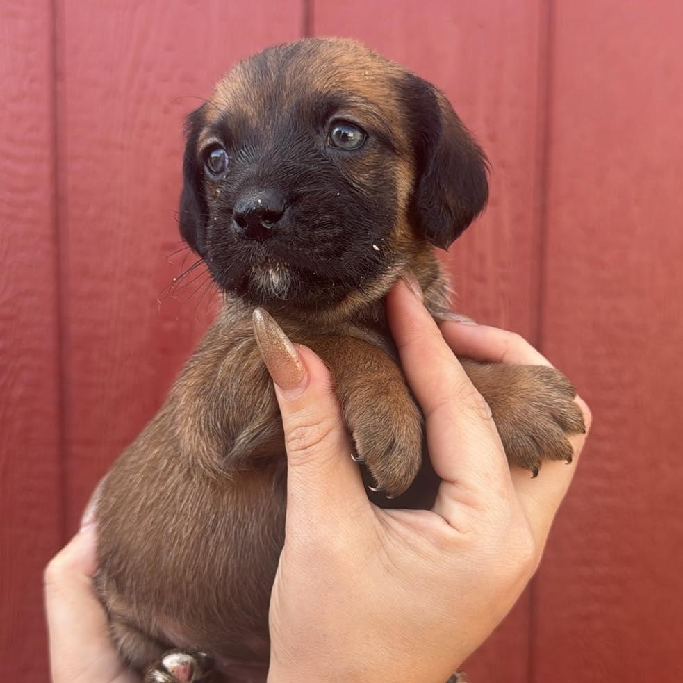 Enlarge Perri, a Adoptable mixed breed in Houston, TX image 3/4