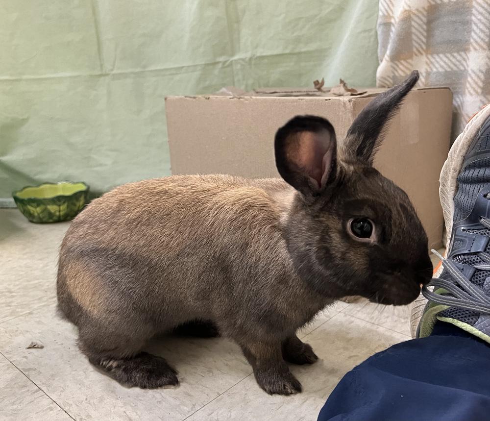 Blue, Adoptable, Adult Male American Sable.