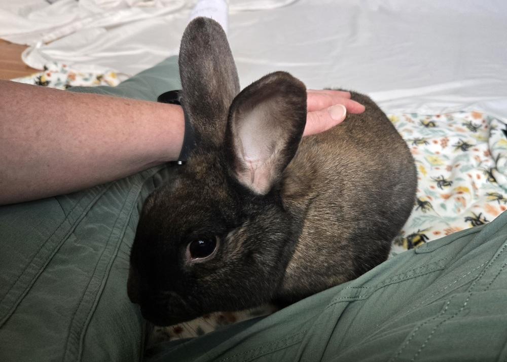 Enlarge Blue, a Adoptable mixed breed in Westford, MA image 1/6