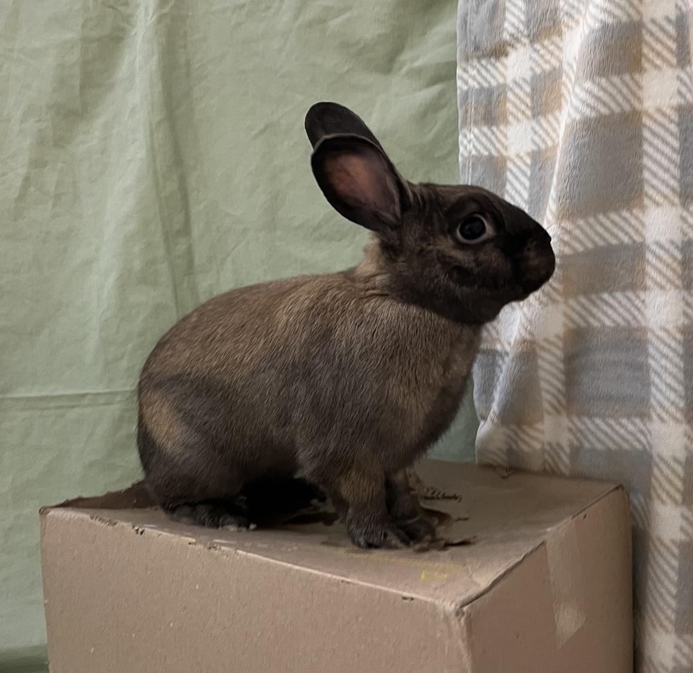 Enlarge Blue, a Adoptable mixed breed in Westford, MA image 2/6