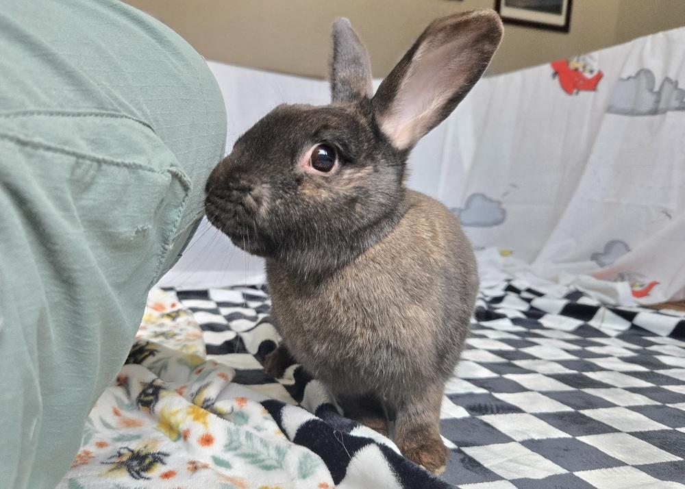 Enlarge Blue, a Adoptable mixed breed in Westford, MA image 3/6