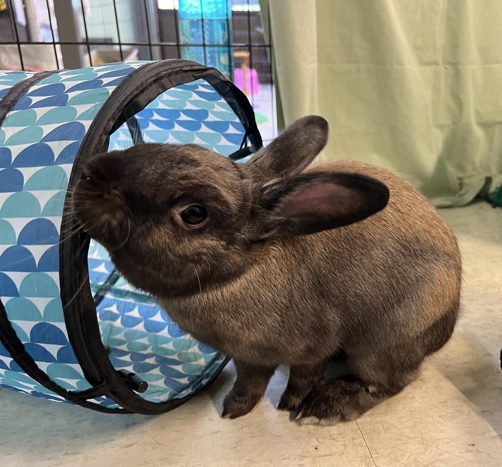 Enlarge Blue, a Adoptable mixed breed in Westford, MA image 3/6