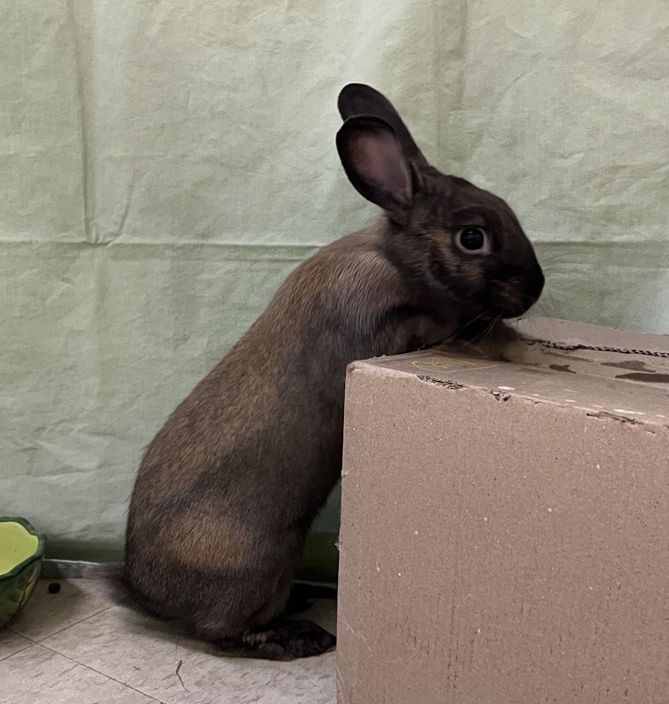 Enlarge Blue, a Adoptable mixed breed in Westford, MA image 4/6