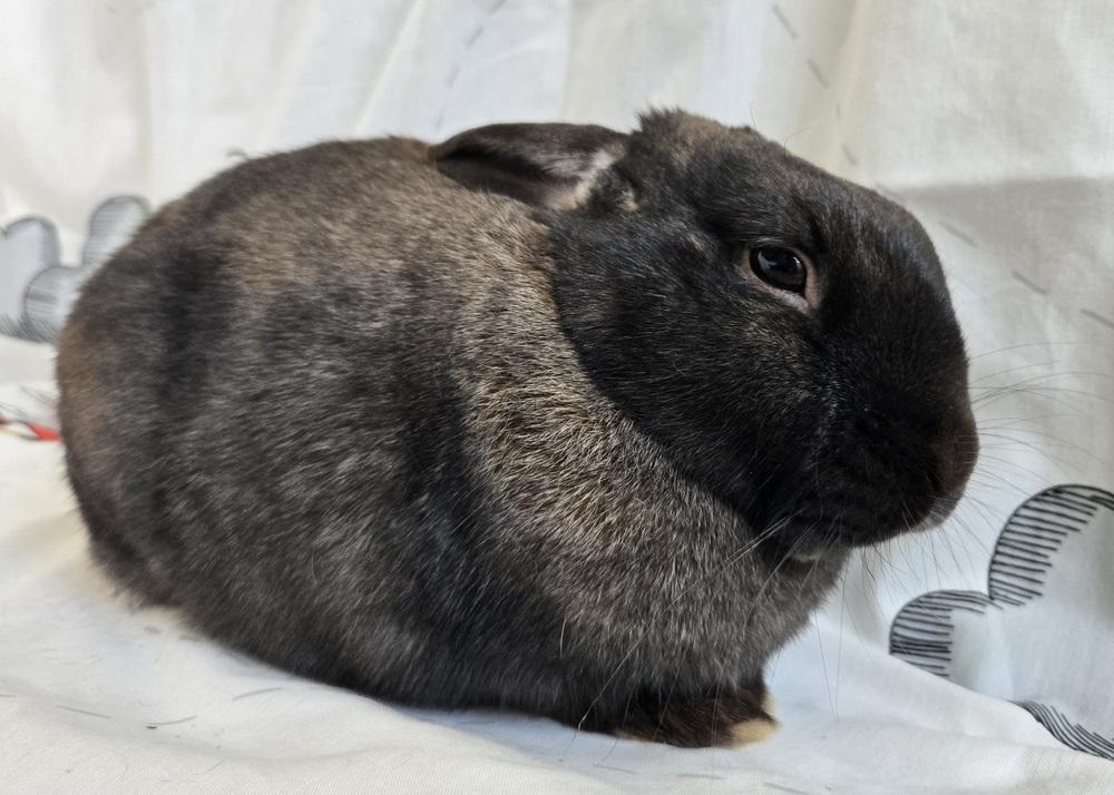 Enlarge Blue, a Adoptable mixed breed in Westford, MA image 4/6