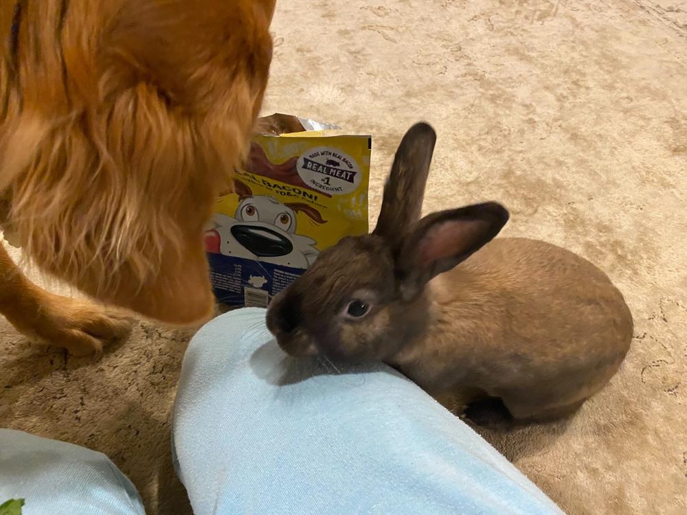 Enlarge Blue, a Adoptable mixed breed in Westford, MA image 5/6