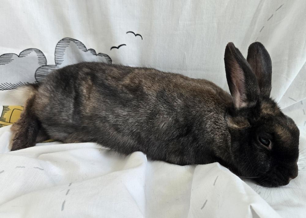 Enlarge Blue, a Adoptable mixed breed in Westford, MA image 5/6